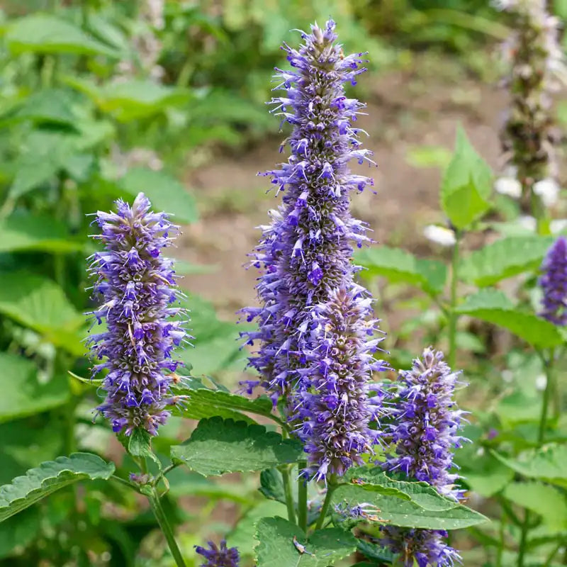 Violet Giant Hyssop Flower seeds for Planting - Wildflower Mix, Heirloom & GMO Free Seeds for Home Garden
Sale seeds for home garden
