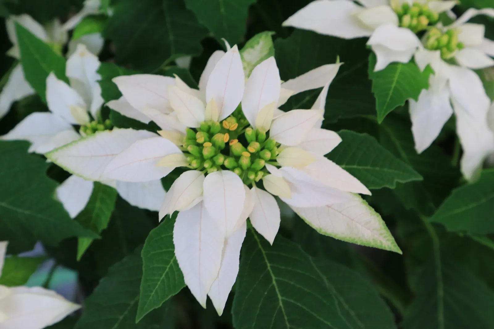 White Poinsettia Plant Seeds for Vibrant Holiday Blooms - Perfect for Planting and Holiday Décor