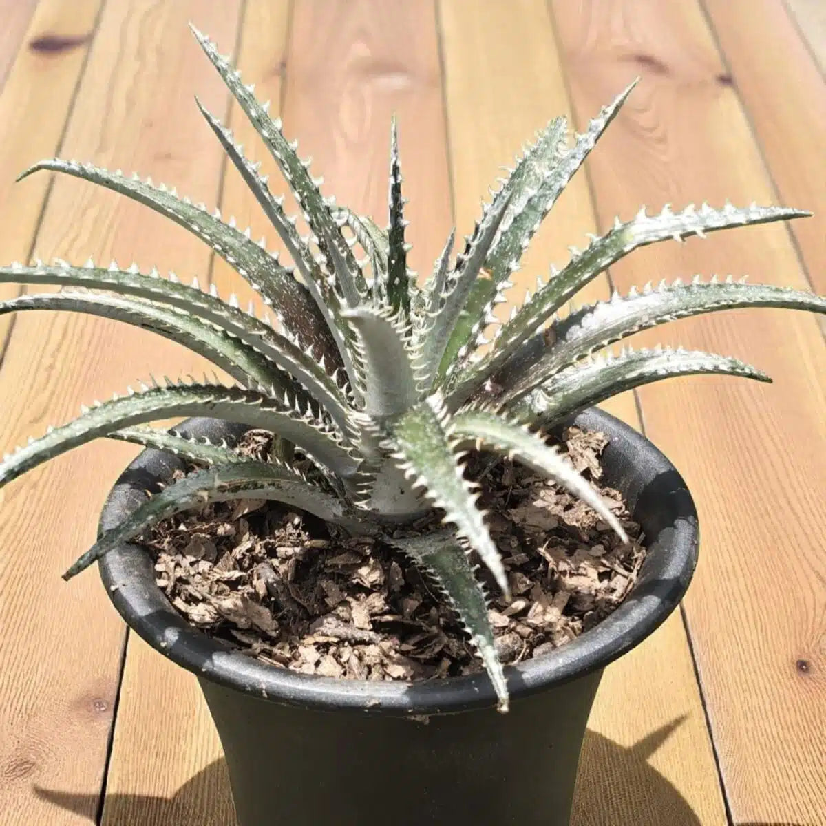 Black Dyckia Plant Seeds for Planting Perennial Succulent