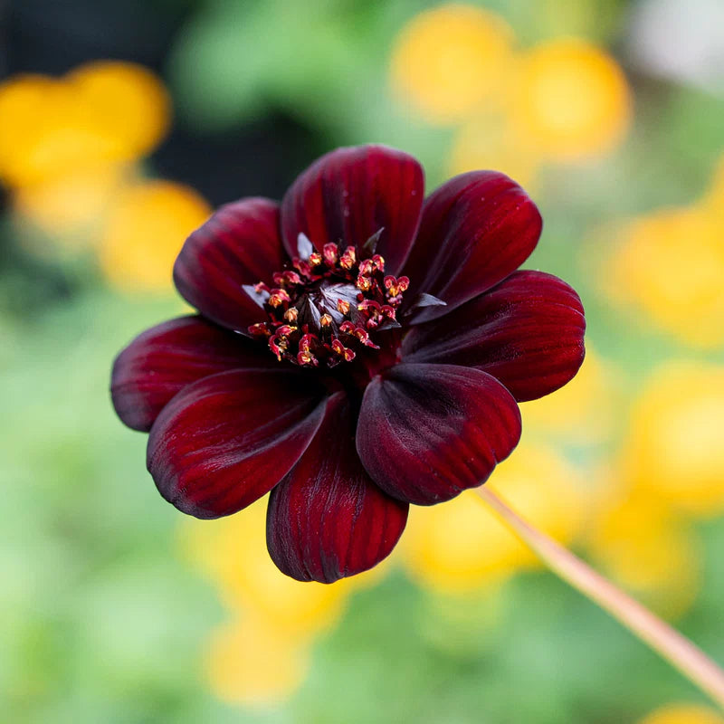 Chocolate Clematis Flower seeds for Planting - Bright Blooms, Heirloom & GMO Free Seeds for Home Garden