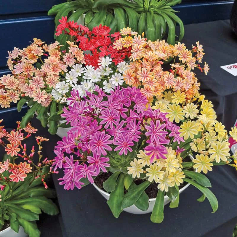 Mixed Lewisia Flower seeds for Planting - Compact Growth, Heirloom & GMO Free Seeds for Home Garden