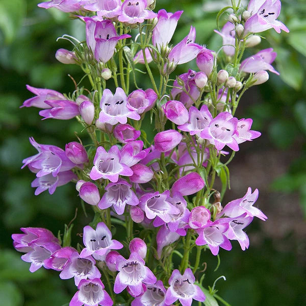 Purple Mexicali Sunburst Penstemon Flower seeds for Planting - Seasonal Bloomer, Heirloom & GMO Free Seeds for Home Gard