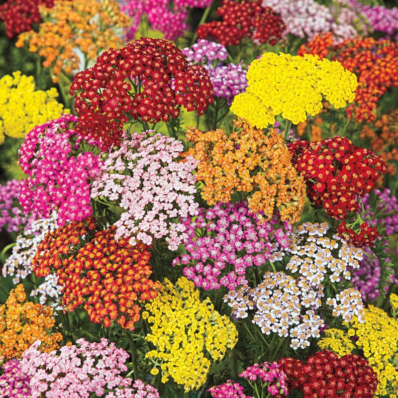 Yarrow Flower seeds for Planting Seasonal Bloomer Heirloom & GMO Free Seeds for Home Garden
Sale for planting in home garden