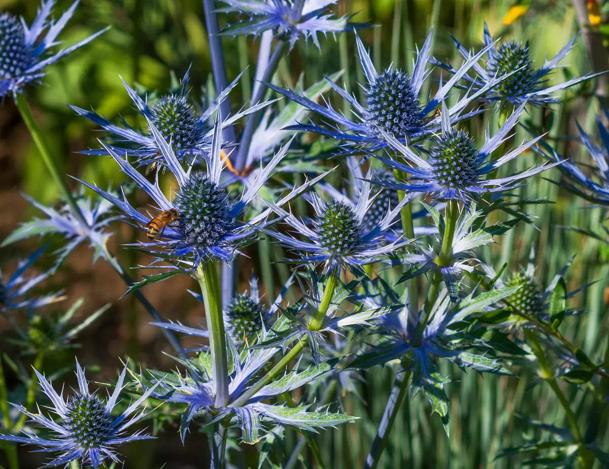 Heirloom Eryngium Planum Flower seeds blooming in flower beds, containers, borders, and pollinator-friendly gardens