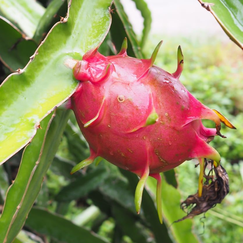 Dragon Fruit Seeds for Easy Planting