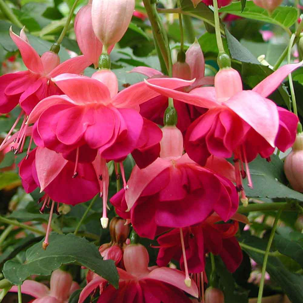 Maroon Red Fuchsia Flower Seeds for Planting Cottage Garden Essential Heirloom & GMO Free Seeds for Home Garden
Sale