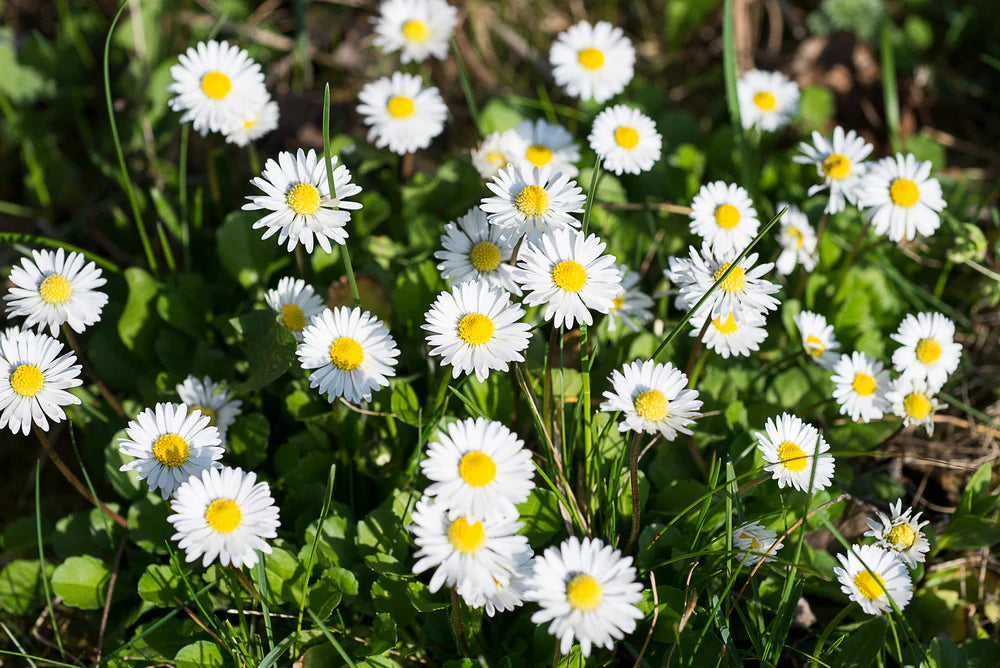 White Bellis Perennis Flower seeds for Planting - Easy to Grow, Heirloom & GMO Free Seeds for Home Garden