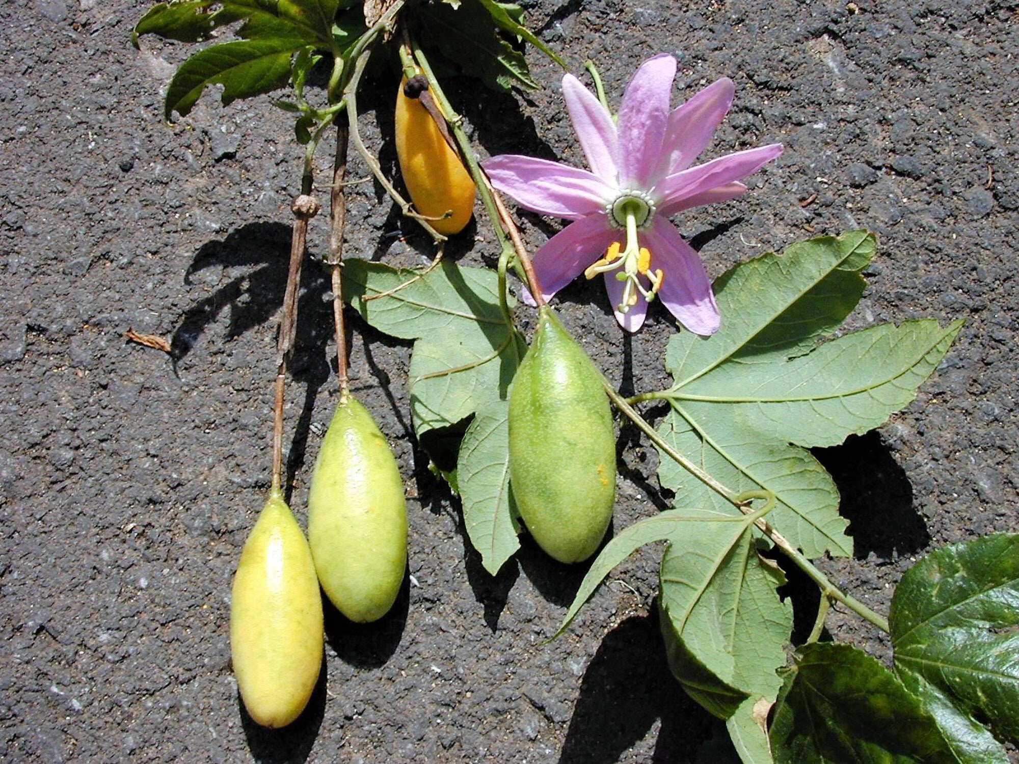 Yellow Passiflora Mollissima Fruit Seeds Planting