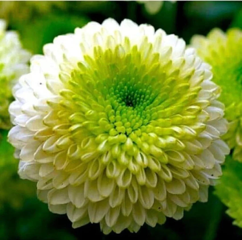 Green White Chrysanthemum Flower seeds blooming in flower beds, containers, borders, and pollinator-friendly gardens