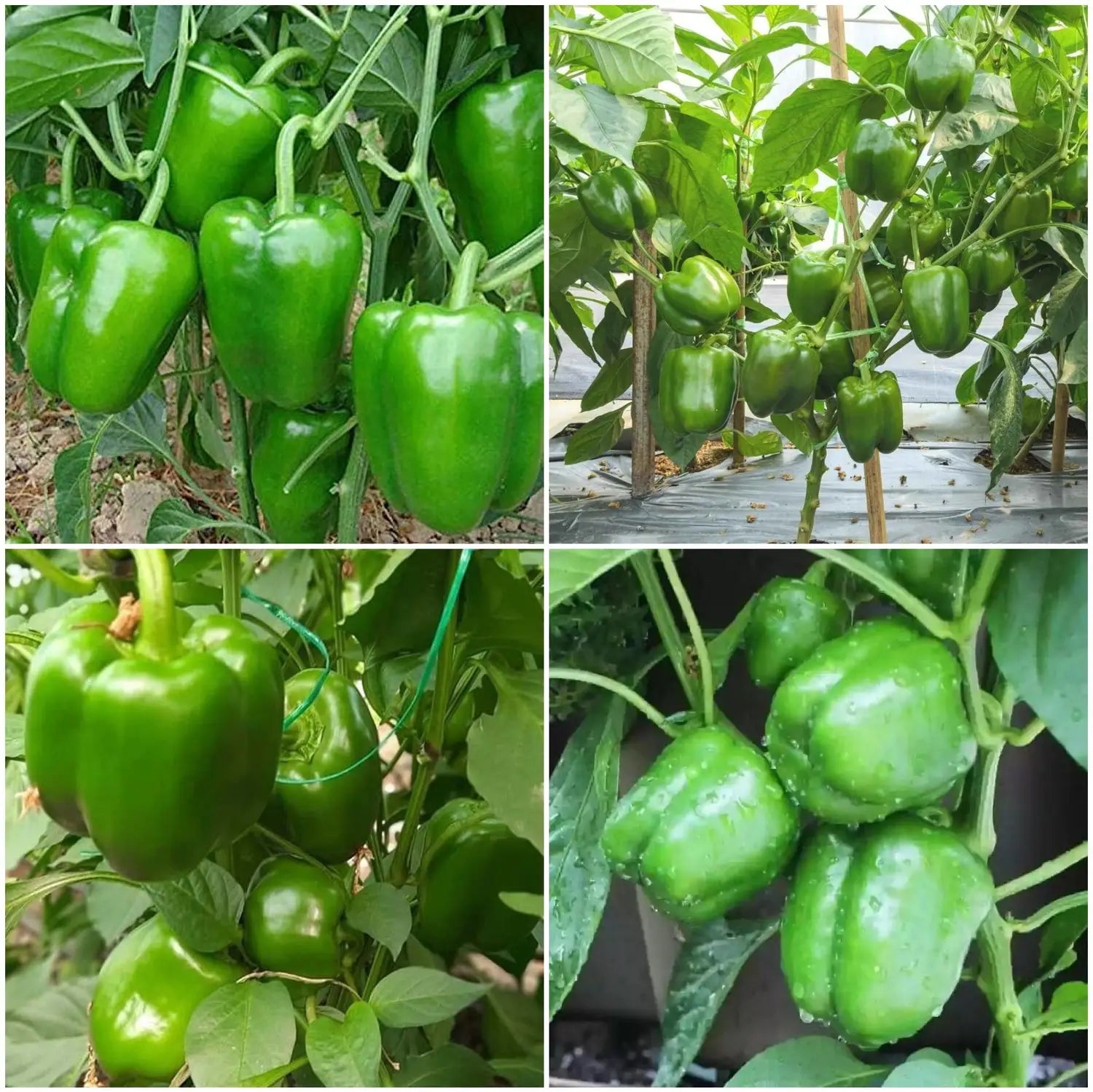 Capsicam Vegetable Seeds for Easy Planting