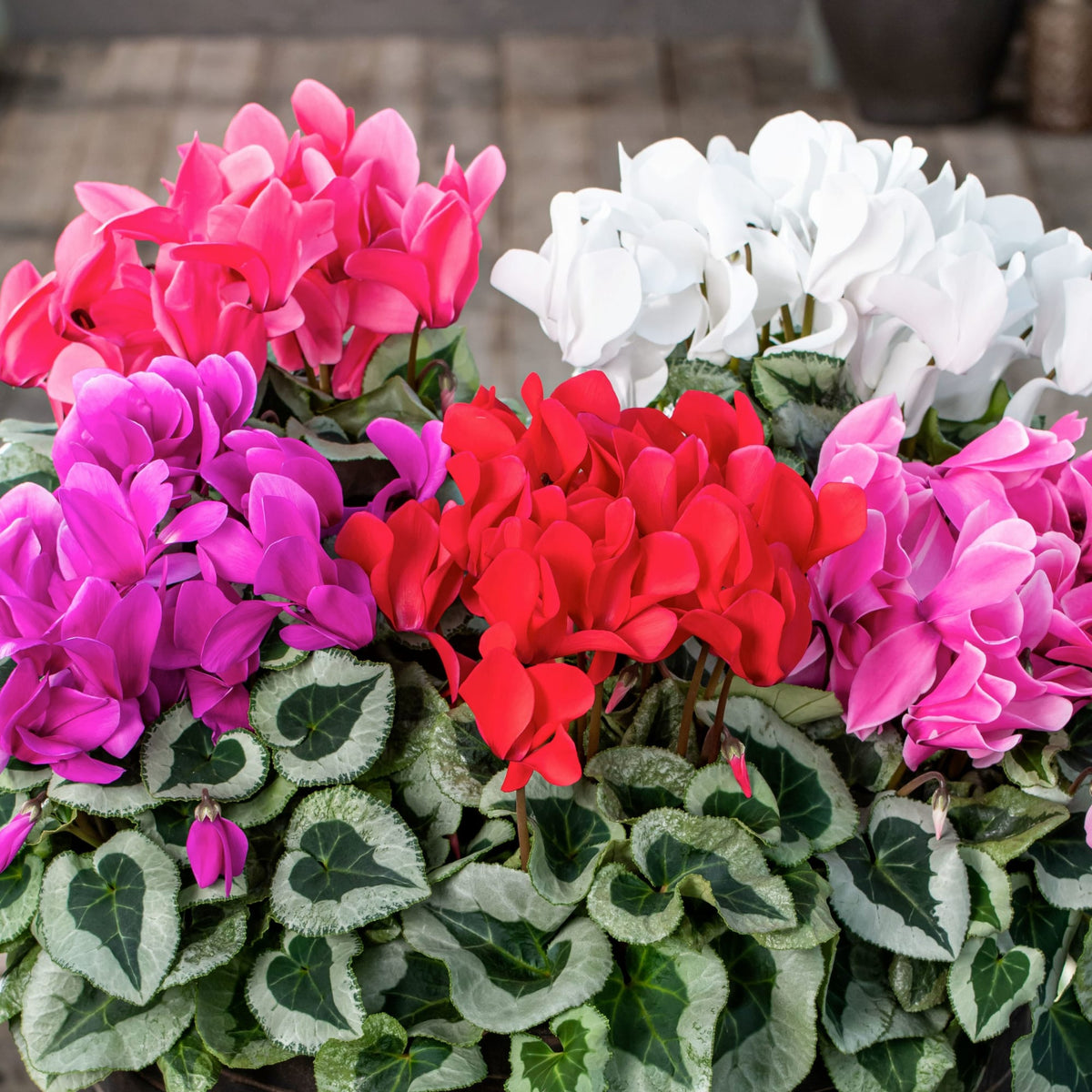 Mixed Color Cyclamen Seeds – Fragrant Heirloom Non-GMO Flowers for Garden Planting
Sale seeds for home garden
