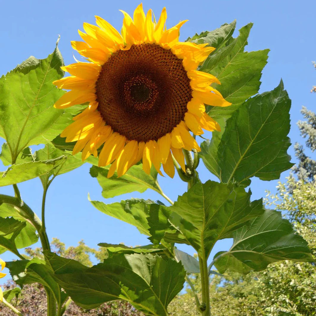 Sunflower Flower seeds for Planting Hardy Variety Heirloom & GMO Free Seeds for Home Garden