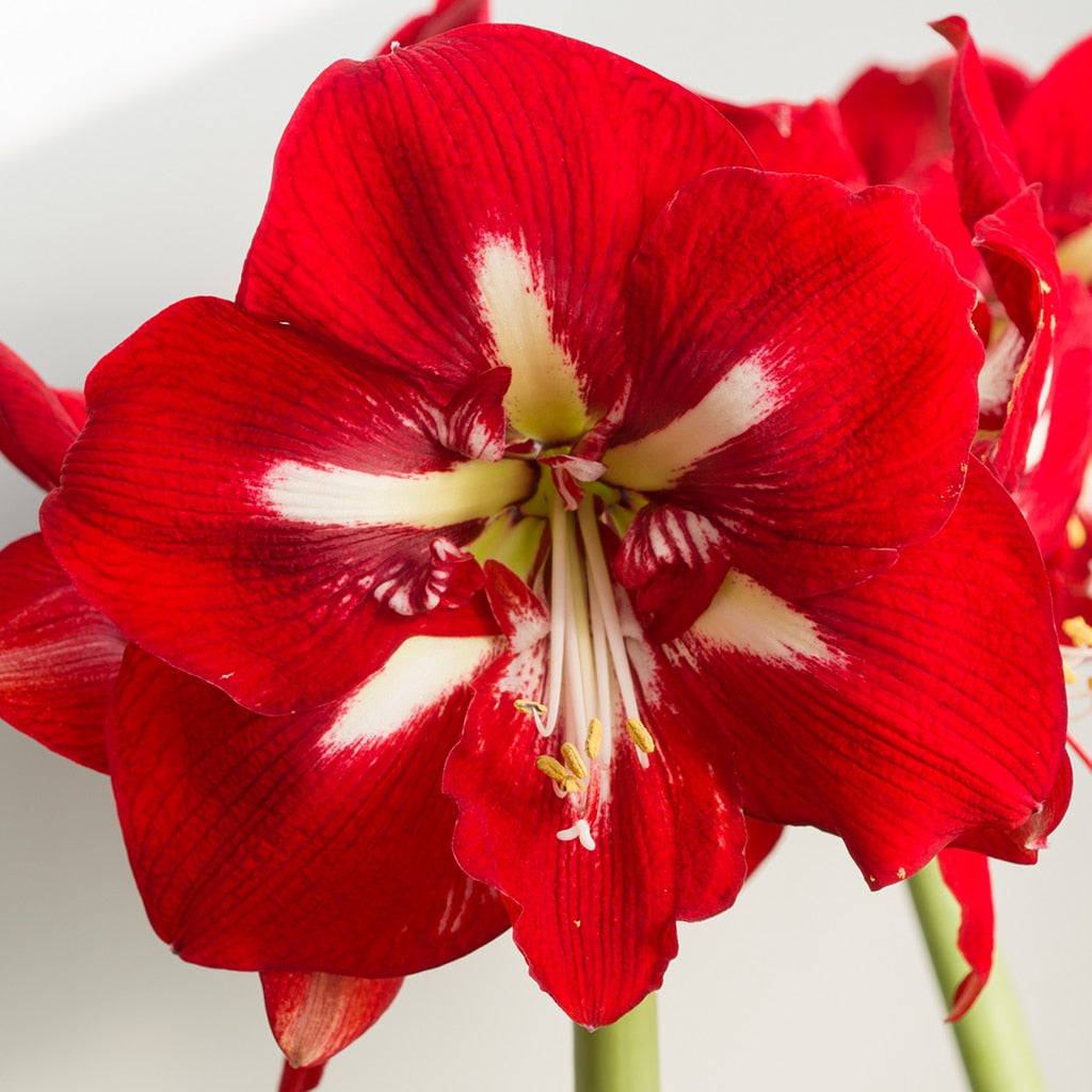 Red Amaryllis Barbados Flower Seeds for Planting Compact Growth Heirloom & GMO Free Seeds for Home Garden
Sale