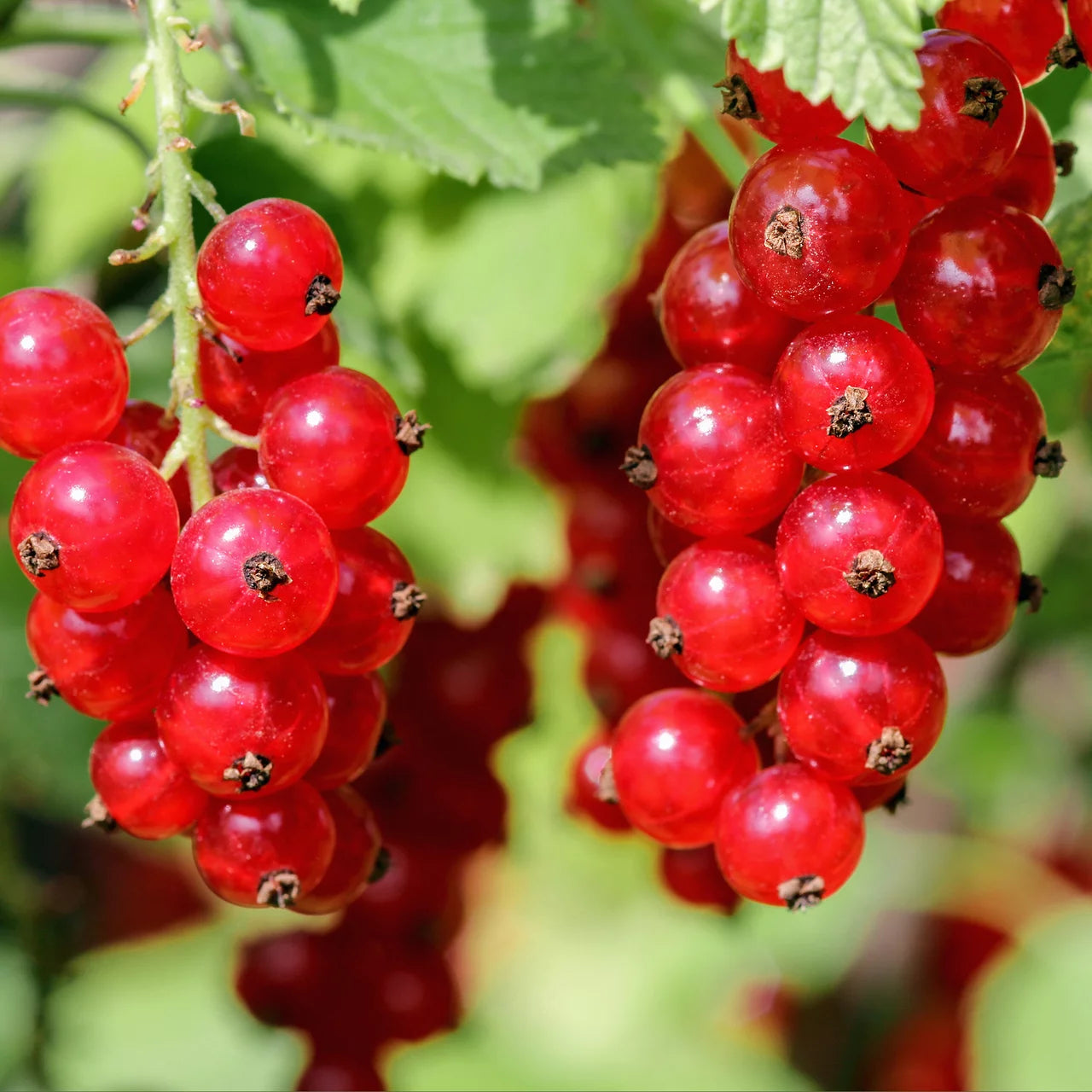 Johannisbeere Red Fruit Seeds for Planting - Grow Your Own Juicy Currants!