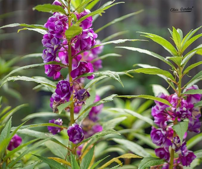 Impatiens Impatiens walleriana Flower Seeds for Planting in Flower Bed & Garden