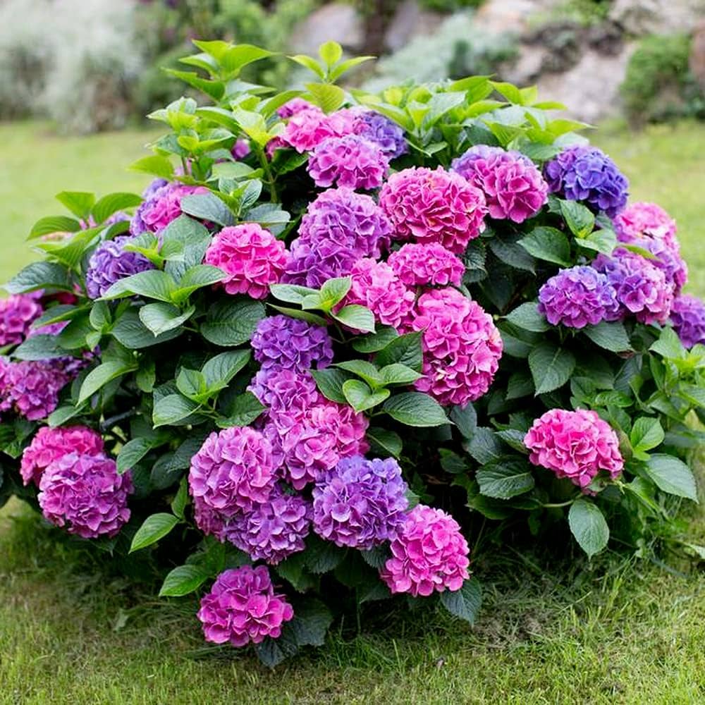 Hydrangea Flower Seeds – Multicolor Blooms for Balcony Garden