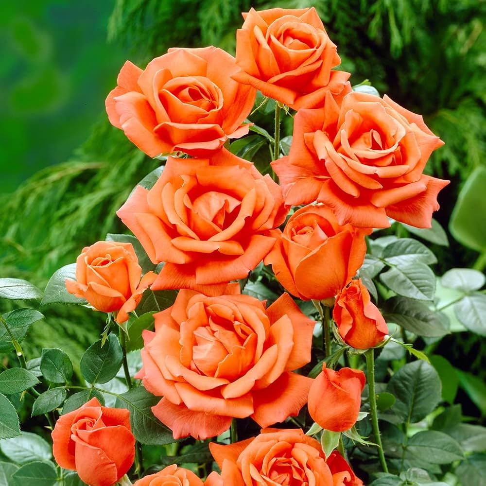 Orange Climbing Rose Flower seeds for Planting Fragrant Blossoms Heirloom & GMO Free Seeds for Home Garden