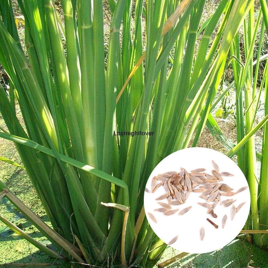 Zizania Latifolia Aquatic Vegetable Seeds