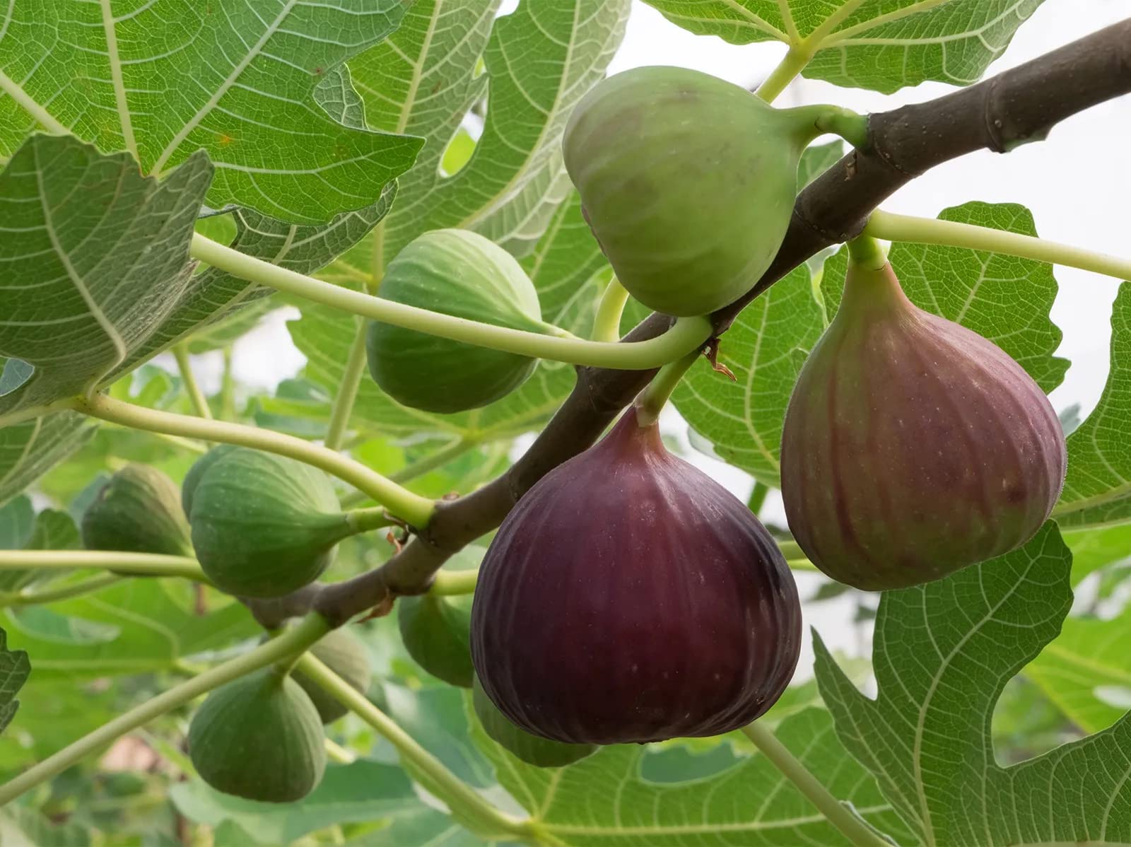 Brown Turkey Fig Tree Seeds for Planting Ficus carica for edible gardens and patios