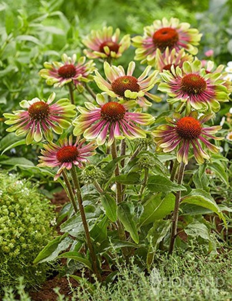 Green ConeFlower seeds blooming in flower beds, containers, borders, and pollinator-friendly gardens