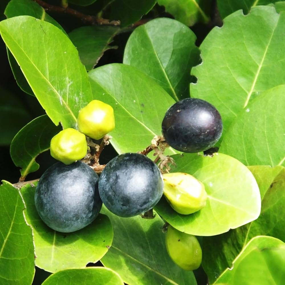 Chrysobalanus Icaco Seeds for Planting - Grow Edible Black Fruit Plants