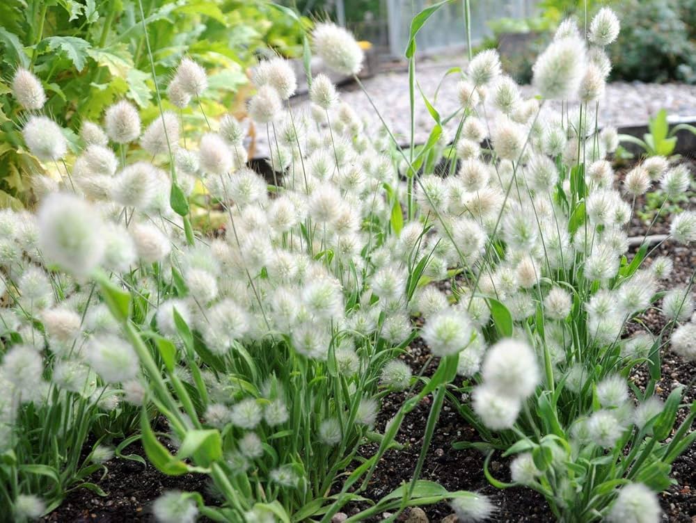 Bunny Tail Grass Seeds for Planting Lagurus ovatus for ornamental gardens and ground cover