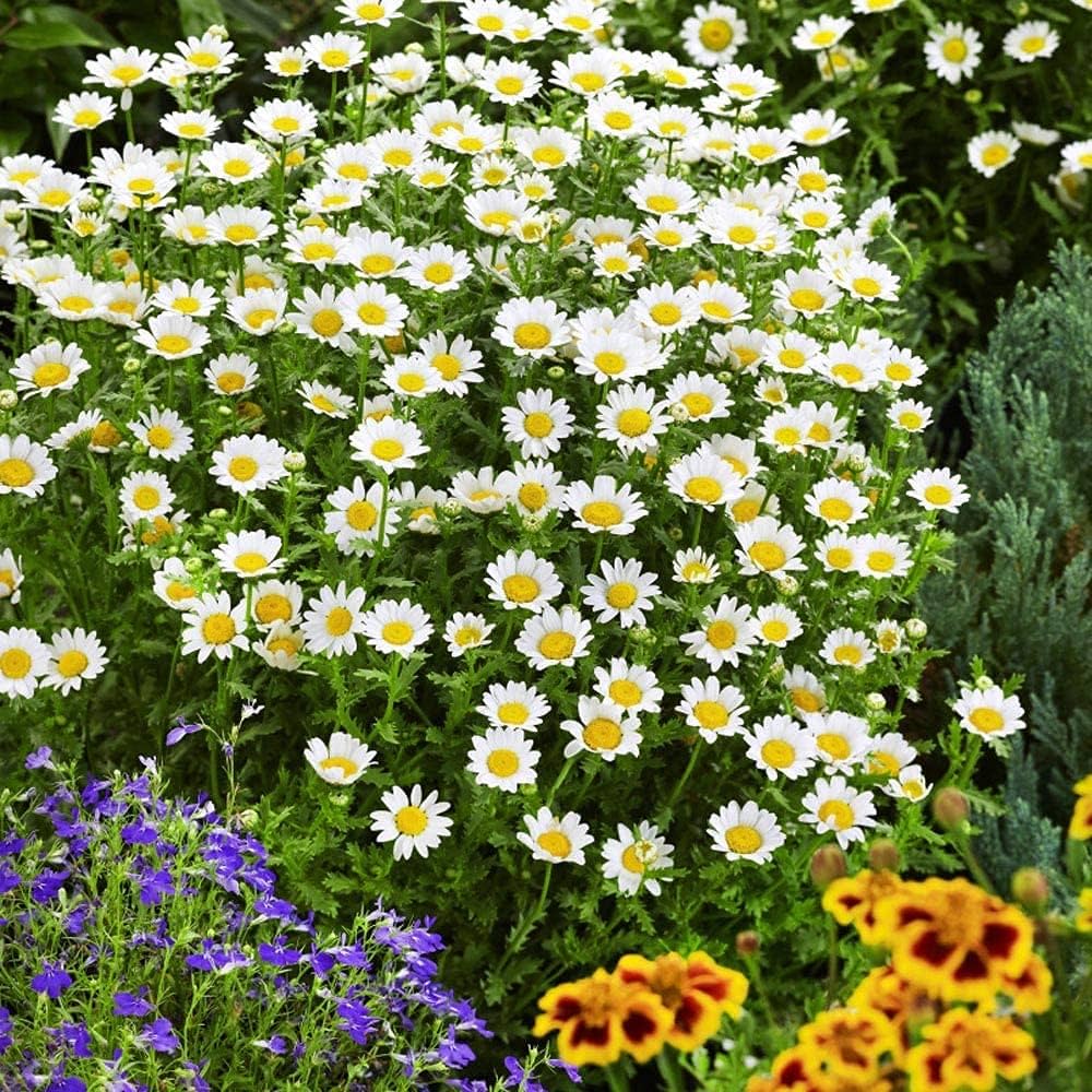 White Paludosum Flower seeds for Planting - Cut Flower Favorite, Heirloom & GMO Free Seeds for Home Garden