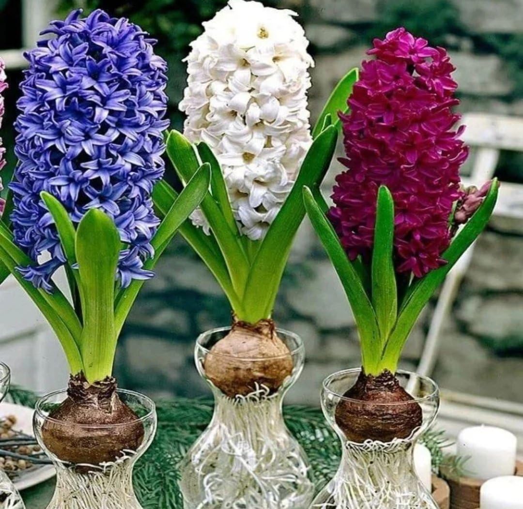 Hyacinth Hyacinthus spp. Seeds for Planting in Flower Bed