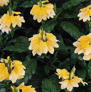 Crossandra Flower Crossandra infundibuliformis Seeds for Planting in Flower Bed & Garden