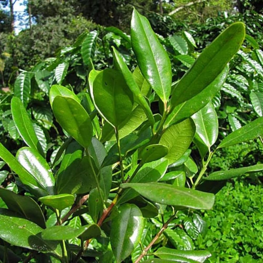 Trinidad Allspice Pimenta dioica Seeds for Planting in Herb Garden