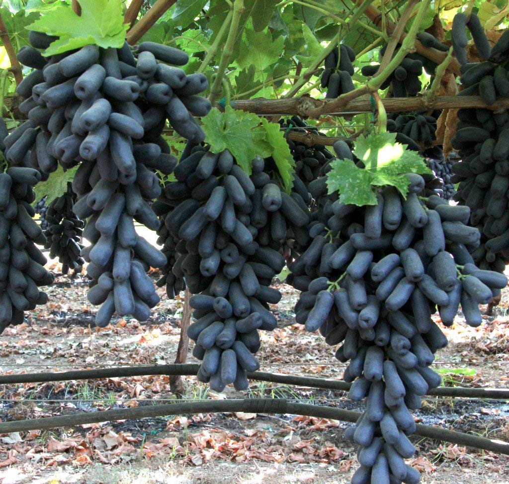 Finger Grape Vitis vinifera Seeds for Planting in Bonsai Pot and Fruit Garden