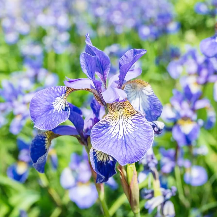 Iris Seeds for Planting Iris Sibirica water edge flower bed