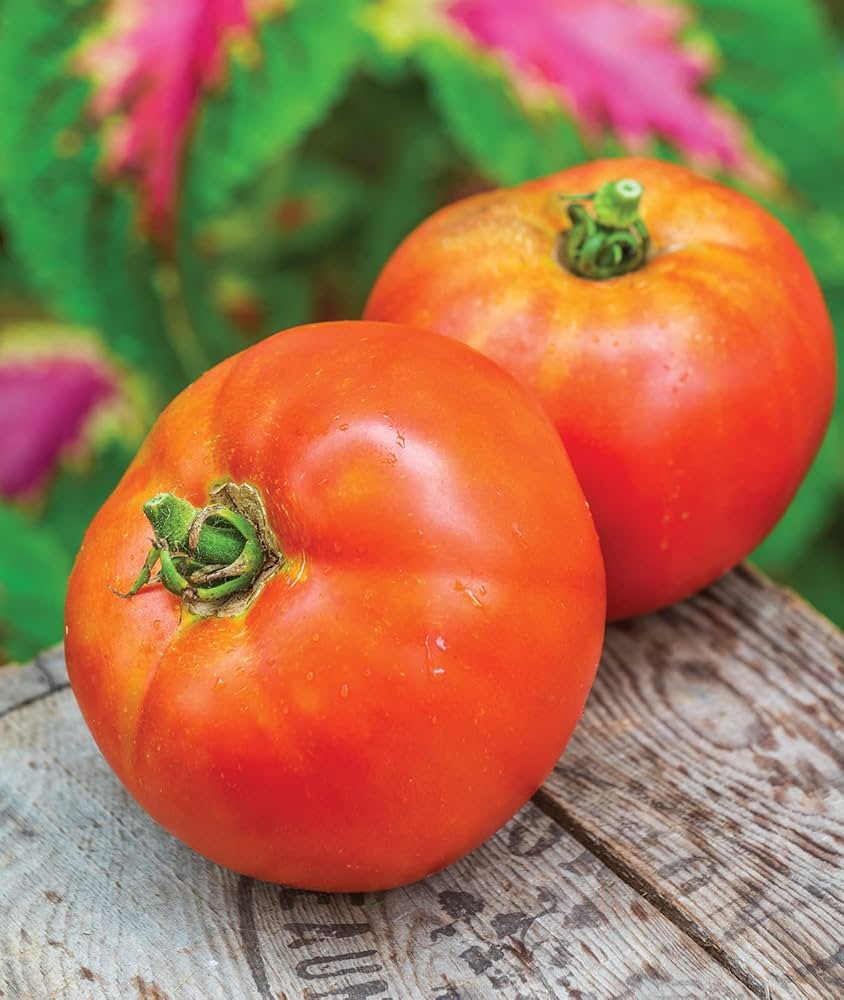 Evergrowseeds Moonglow Tomato vegetable flower seeds for planting in vegetable patch, shown in packet with 20 seed pieces.