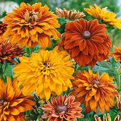 Yellow Rudbeckia Goldstrum Flower seeds for Planting - Compact Growth, Heirloom & GMO Free Seeds for Home Garden
Sale seeds for planting in home garden