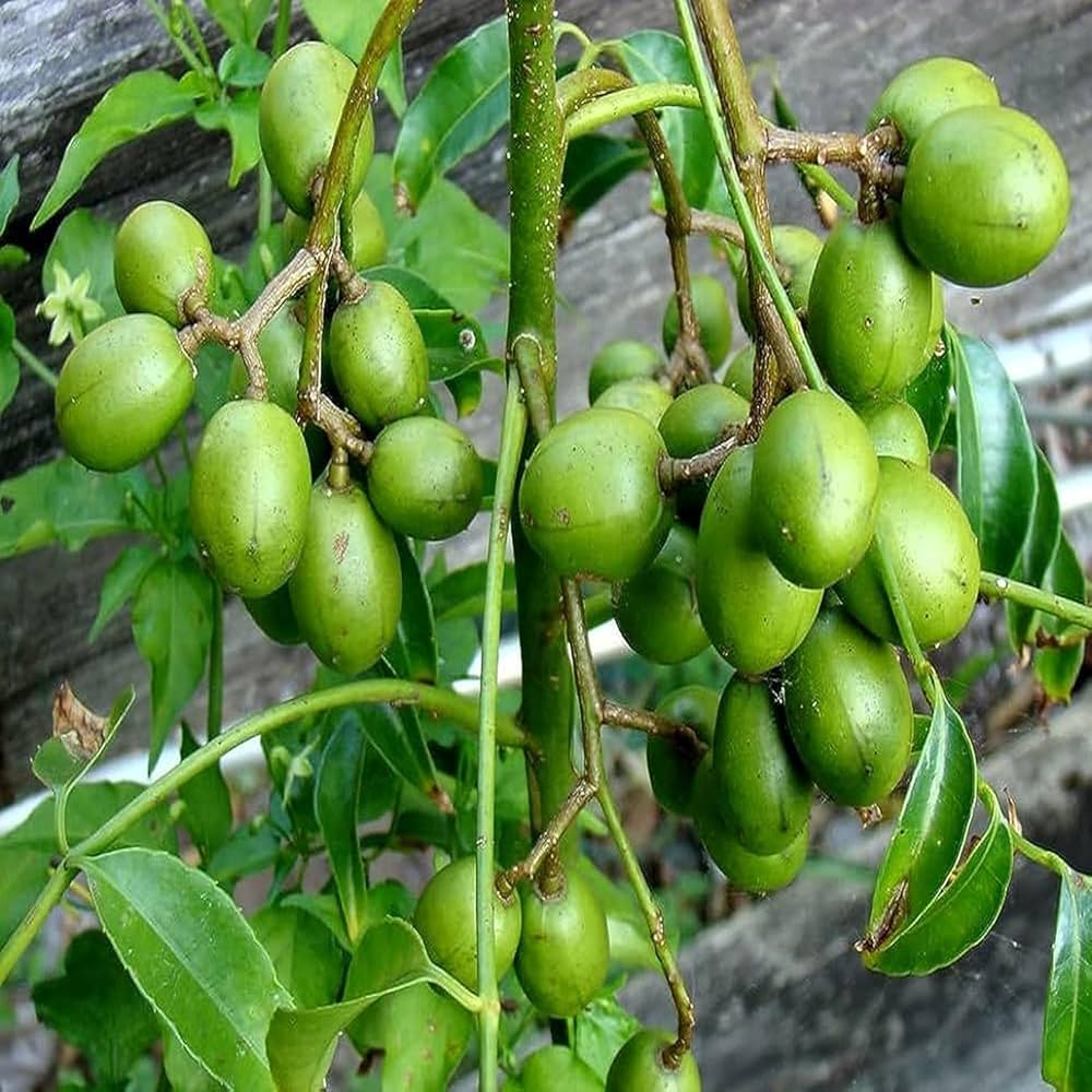 Spondias Fruit Planting Seeds Grow Tropical Fruit Trees at Home