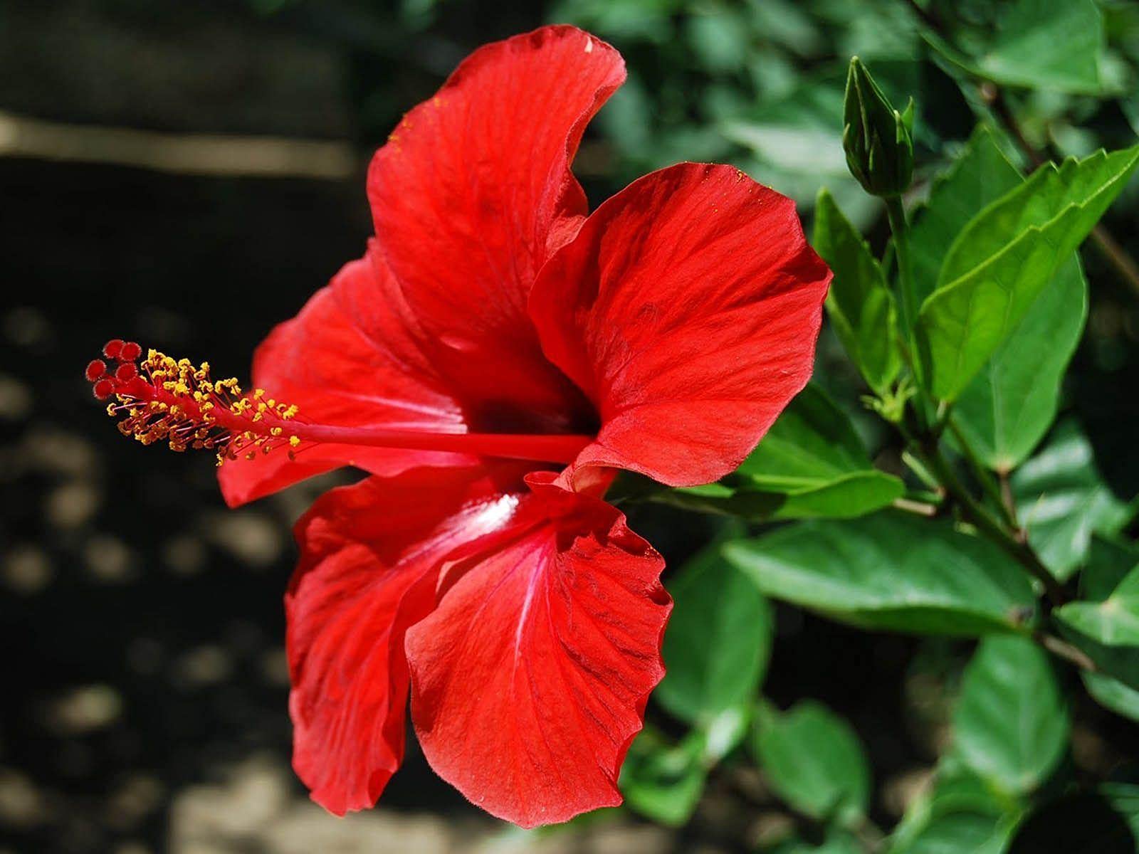 Star Hibiscus Rosa-sinensis flower seeds from Evergrowseeds, ready for planting in a flower bed, showcasing vibrant blooms and green foliage.
