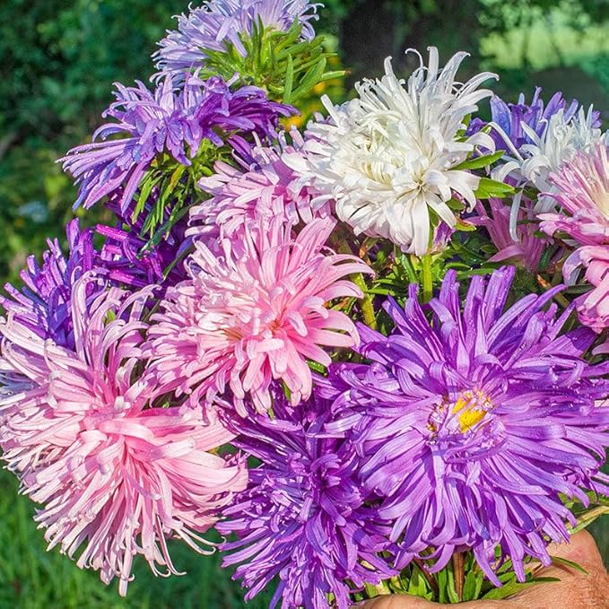 Puderquaste Aster Seeds for Soft, Purple Aster Blooms