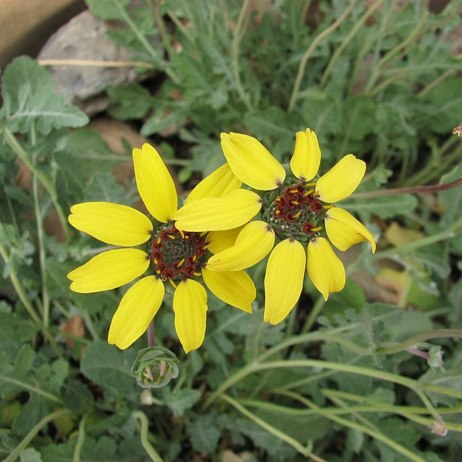 Chocolate Daisy Perennial Seeds