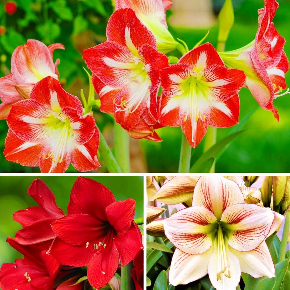 Mixed Amaryllis Flower seeds for Planting Fragrant Blossoms Heirloom & GMO Free Seeds for Home Garden
Sale for planting in home garden