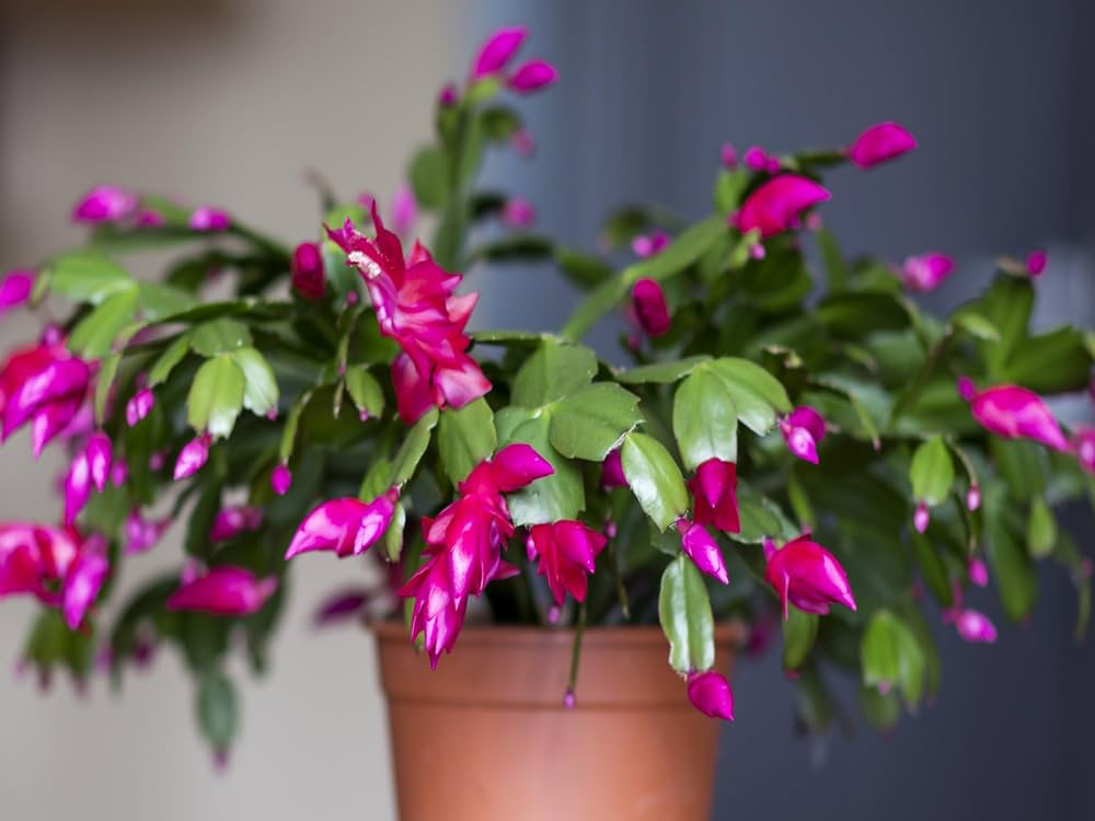 Violet Schlumbergera Seeds for Easy Planting