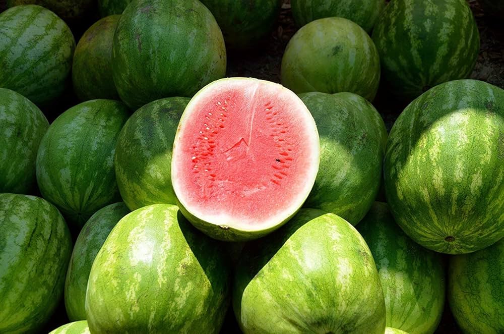 Kakhovskiy Watermelon Seeds for Planting - Evergrowseeds
