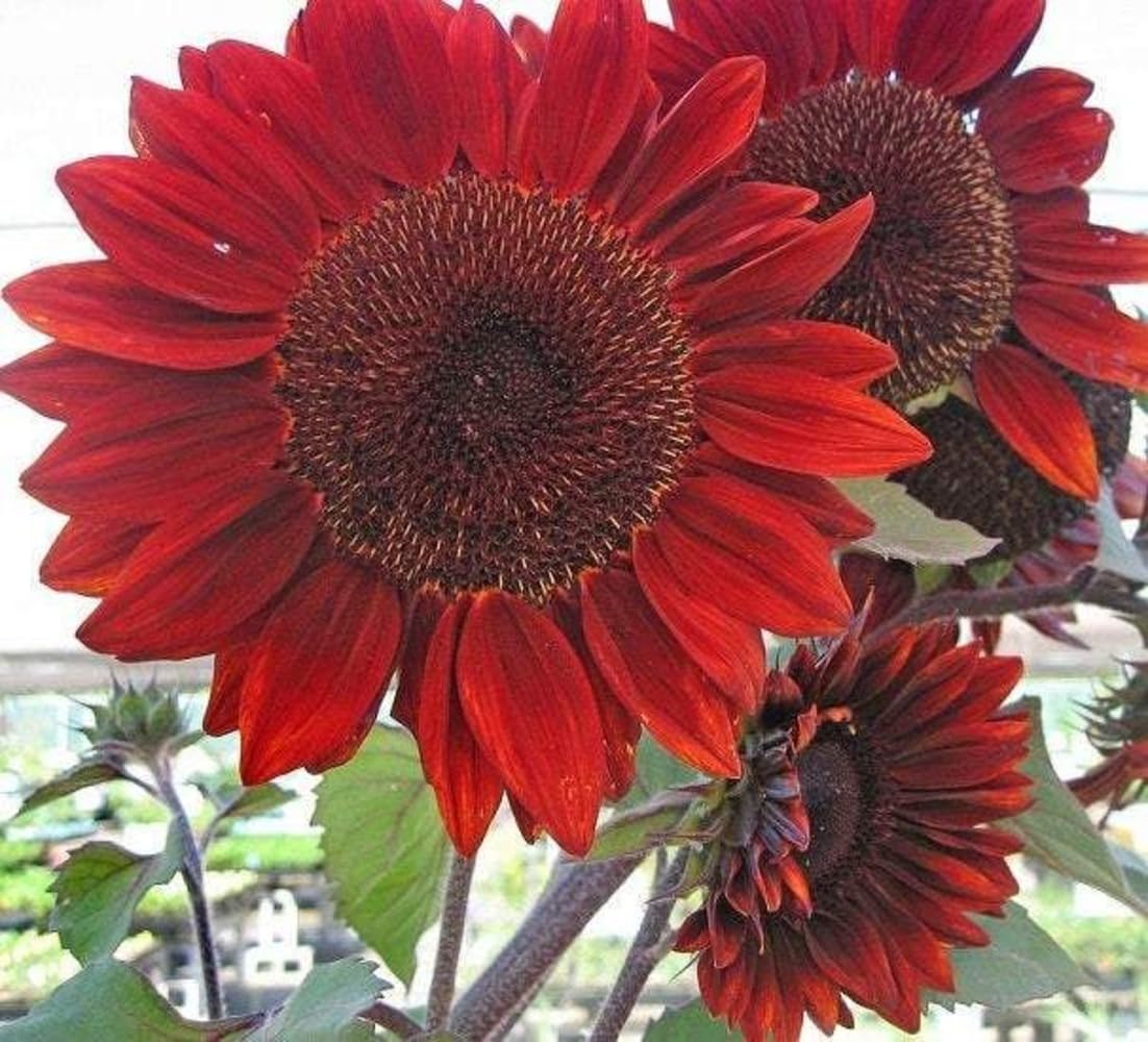 Sunflower Velvet Queen Seeds Helianthus Annuus for Planting Summer Garden Beds