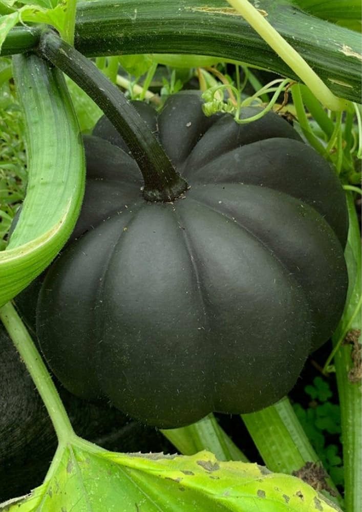 Table King Bush Acorn Squash Planting Seed for Robust Growth and Delicious Harvest in Your Garden