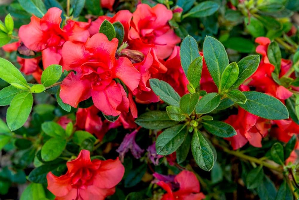 Red Azalea Flower Seeds for Planting Easy to Grow Heirloom & GMO Free Seeds for Home Garden
Sale