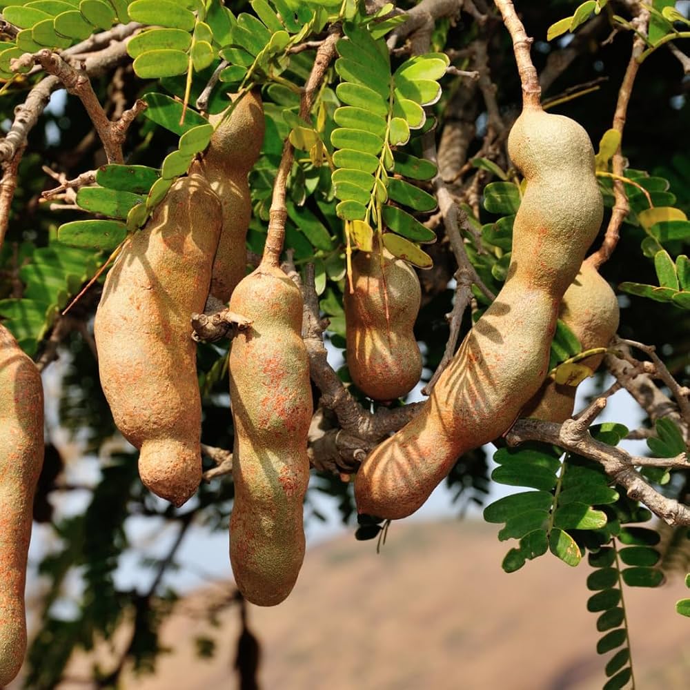 Brown Tamarind Seeds for Planting Grow Your Own Tamarind Tree!