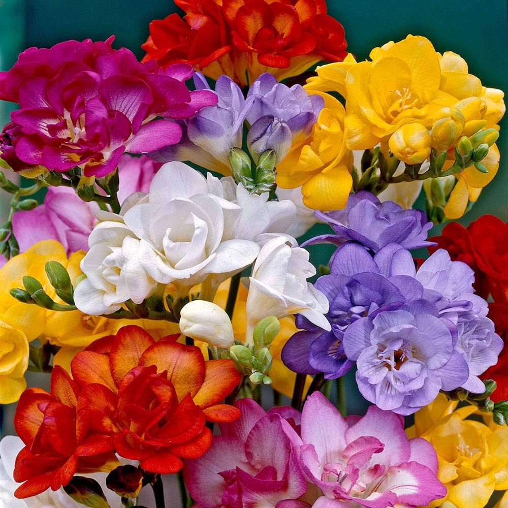 Violet Yellow Freesia Flower Seeds for Planting Cottage Garden Essential Heirloom & GMO Free Seeds for Home Garden
Sale