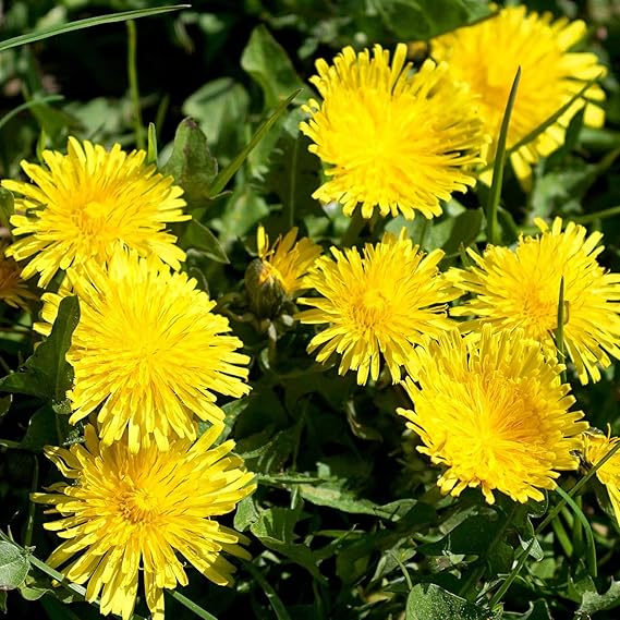 Dandelion Plant Taraxacum officinale Seeds for Planting in Lawn & Herb Garden - Evergrowseeds