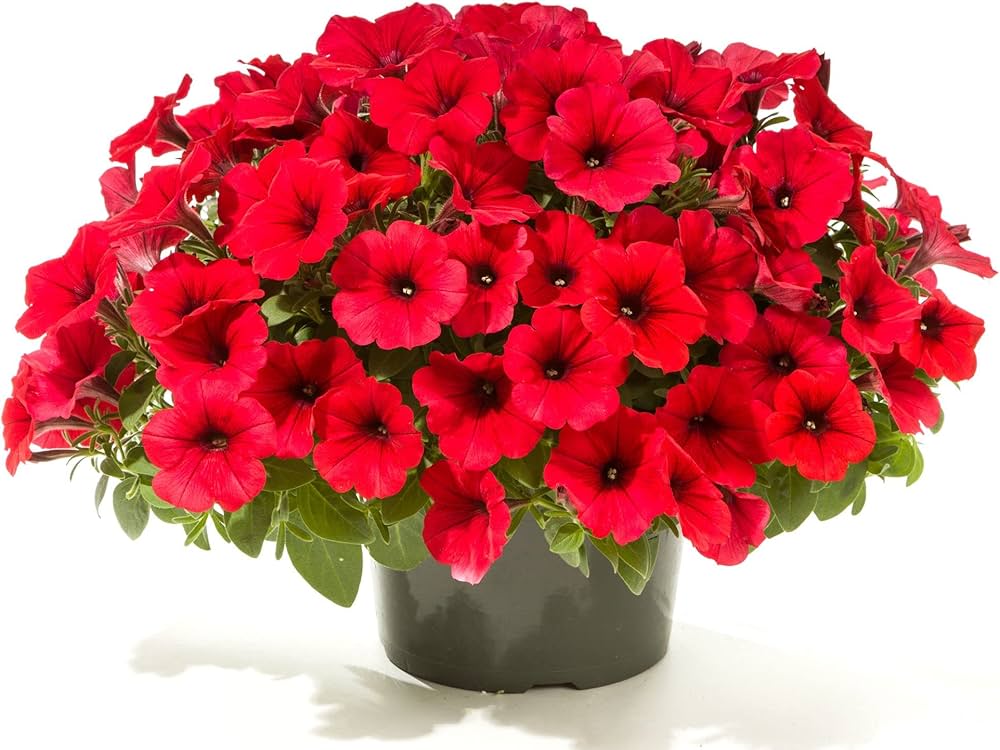 Petunia Hulahoop Red Seeds for Bright Red Petunia Flowers