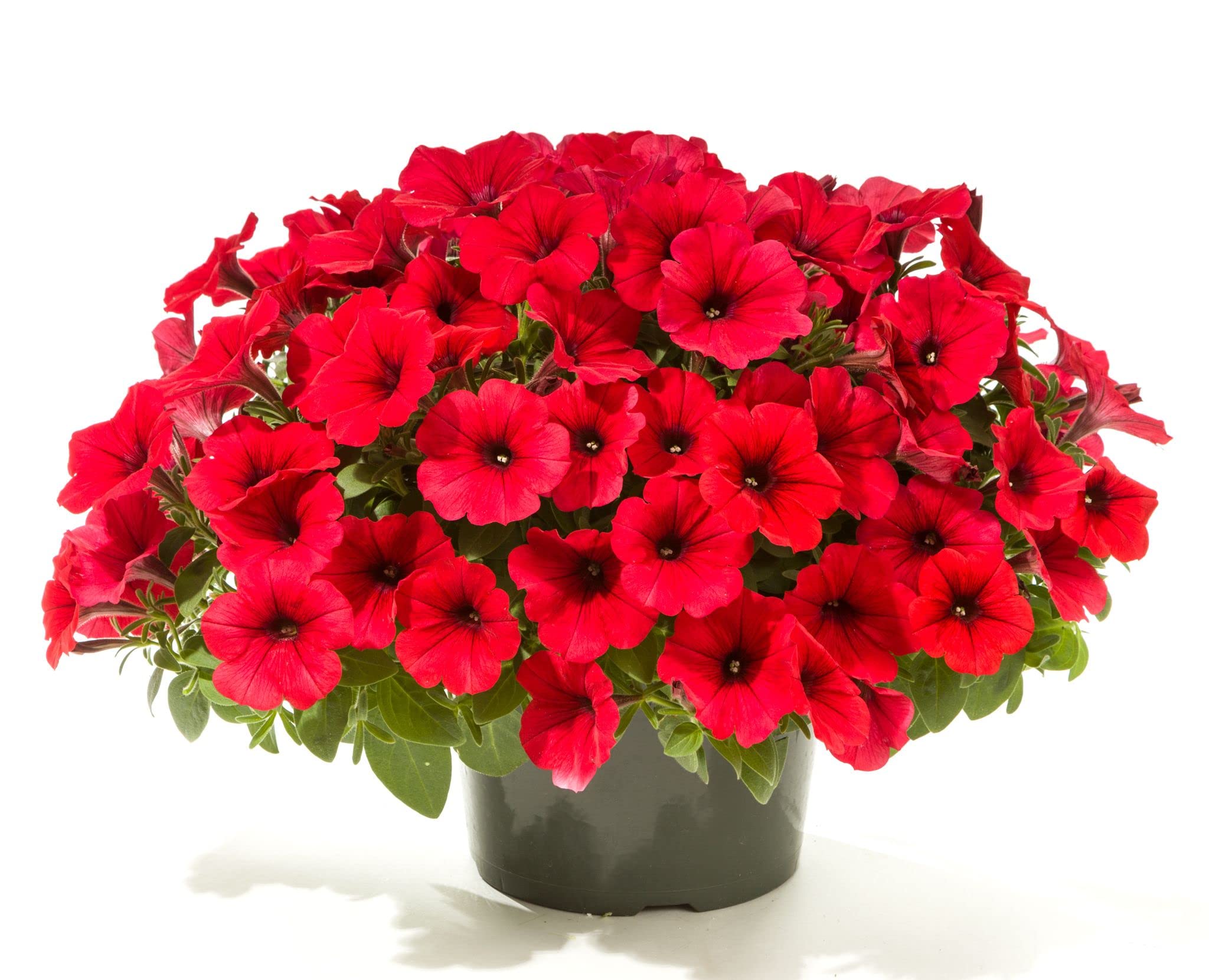 Pelletized Logro Floribunda Red Petunia Seeds for Planting Classic Red Flowers