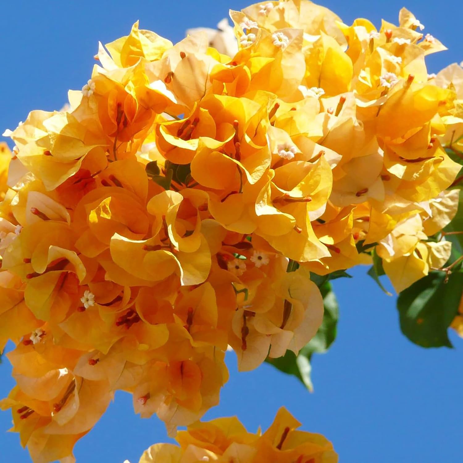 Mixed Colors Bougainvillea Seeds Perennial Ornamental Low Maintenance Fast-Growing Drought Tolerant